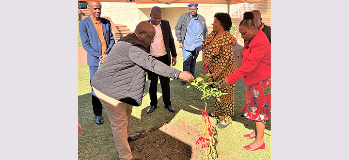 2023 PMB Tree women_Teaser.png